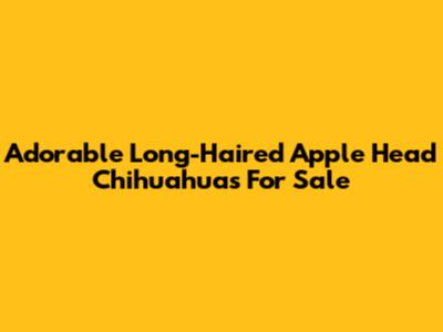 Adorable Long-Haired Apple Head Chihuahuas For Sale