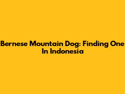 Bernese Mountain Dog: Finding One In Indonesia