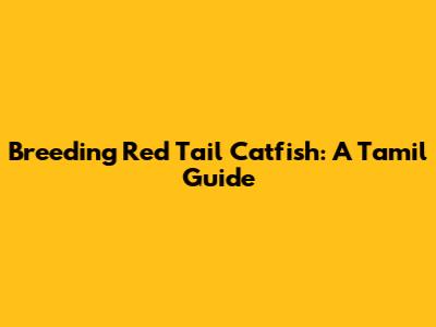 Breeding Red Tail Catfish: A Tamil Guide