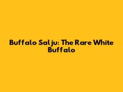 Buffalo Salju: The Rare White Buffalo