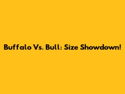 Buffalo Vs. Bull: Size Showdown!