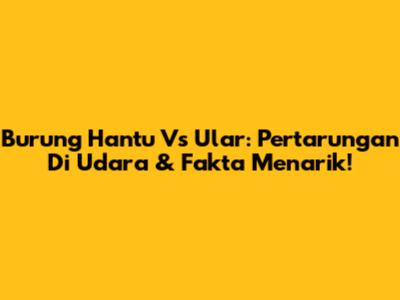 Burung Hantu Vs Ular: Pertarungan Di Udara & Fakta Menarik!