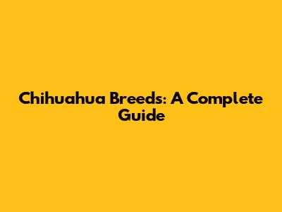Chihuahua Breeds: A Complete Guide