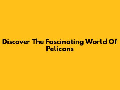 Discover The Fascinating World Of Pelicans