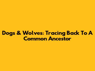 Dogs & Wolves: Tracing Back To A Common Ancestor