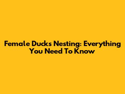 Female Ducks Nesting: Everything You Need To Know