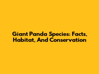 Giant Panda Species: Facts, Habitat, And Conservation