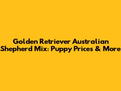 Golden Retriever Australian Shepherd Mix: Puppy Prices & More