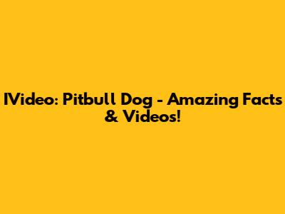 IVideo: Pitbull Dog - Amazing Facts & Videos!