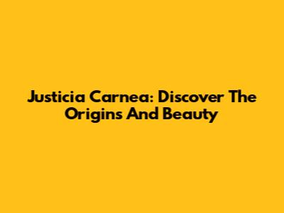 Justicia Carnea: Discover The Origins And Beauty