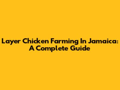 Layer Chicken Farming In Jamaica: A Complete Guide