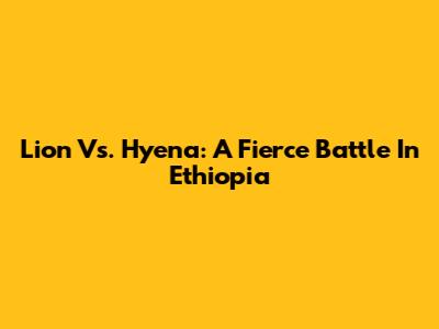 Lion Vs. Hyena: A Fierce Battle In Ethiopia