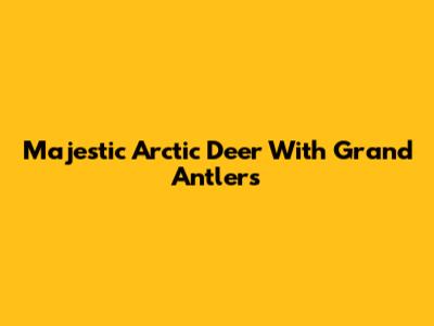 Majestic Arctic Deer With Grand Antlers
