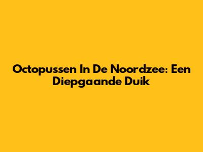 Octopussen In De Noordzee: Een Diepgaande Duik