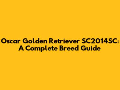 Oscar Golden Retriever SC2014SC: A Complete Breed Guide