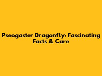 Pseogaster Dragonfly: Fascinating Facts & Care