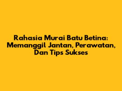 Rahasia Murai Batu Betina: Memanggil Jantan, Perawatan, Dan Tips Sukses