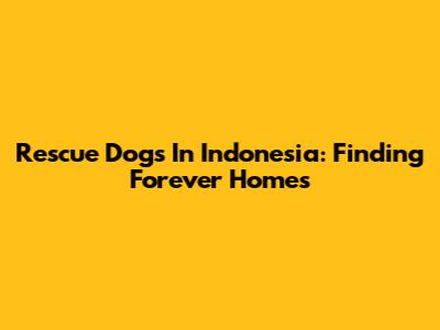 Rescue Dogs In Indonesia: Finding Forever Homes