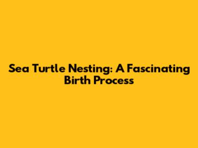 Sea Turtle Nesting: A Fascinating Birth Process