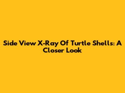 Side View X-Ray Of Turtle Shells: A Closer Look