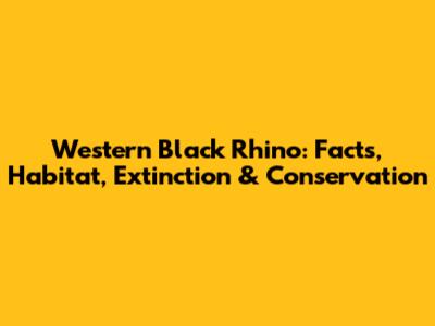 Western Black Rhino: Facts, Habitat, Extinction & Conservation