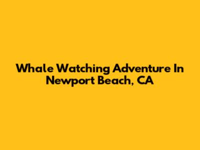 Whale Watching Adventure In Newport Beach, CA